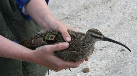 Avian GPS